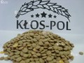 klospol_soczewica_zielona.jpg