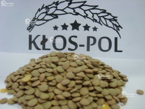 klospol_soczewica_zielona.jpg
