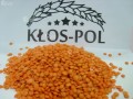 klospol_soczewica_czerwona.jpg