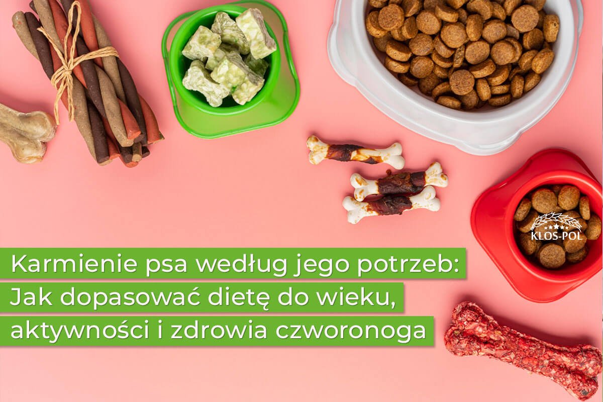 Karmienie psa według jego potrzeb: Jak dopasować dietę do wieku, aktywności i zdrowia czworonoga?